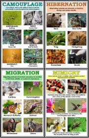 Animal Adaptations Poster Pack Animal Adaptations Animals That Hibernate Adaptations