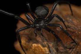 Image result for Tridactyle stevartiana