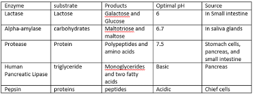 The Purpose Of Enzymes In Digestion Brain Damage Anorexia