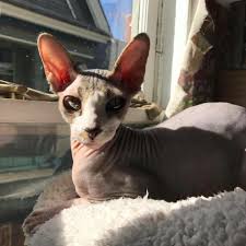 Do you have your own heartwarming cat adoption story you'd like to share with the spruce pets? Sphynx Rex Specialty Purebred Cat Rescue
