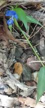 Image result for Commelina nyasensis
