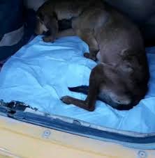 Watch The Best Youtube Videos Online Reposted From Sinop Dikmen Canlarim Samsun Akademi Veteriner Kliniginde Tedaviye Alindi O Domd Dogs Animals Playlist