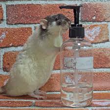 Newpic Ah Rats It S Bath Time Rat Shampoo Https Www Hermieskitchen Com Products Ah Rats Its Bath Time Rat Shampoo Rat R Pet Shampoo Food Animals Pet Rats