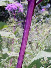 Image result for Hypolytrum pynaertii