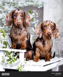 Maybe you would like to learn more about one of these? Dachshund Puppy Brown Image Photo Free Trial Bigstock