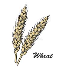 Wheat Color Sketch Stock Illustration Illustration Of Drawing 113596739 Choose from 25000+ barley drink graphic resources and download in the form of png, eps, ai or psd. wheat color sketch stock illustration