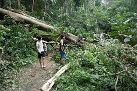 Di malaysia penanaman secara komersial apabila kaltivar upper amazon didapati sesuai ditanam di negara ini. Image Result For Tanaman Koko Di Malaysia Unique Jewelry Image Malaysia