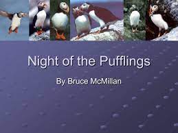 Night Of The Pufflings