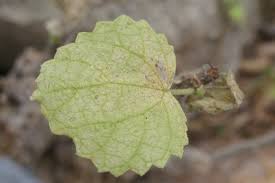 Image result for Obetia