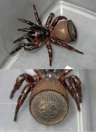 This Is The Cyclosmis Or Trapdoor Spider And Its Incredible Abdomen Looks Like An Ancient Coin This Genus Of Spider Live Spider Arachnids Spiders Arachnids