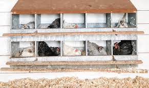 Chicken appreciate considering the roosting bars. Chicken Coop Ideas Our Favorite Coops Murray Mcmurray Hatchery Blog
