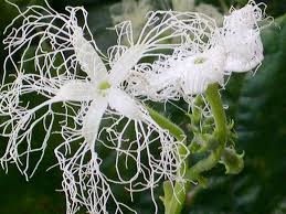 The beautiful snake gourd flower may look like it belongs on a festively wrapped present, but it's actually a vegetable! Snake Gourd Flower Photograph By Alfred Ng