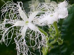 You can see the male and female flowers in the pictures here. Snake Gourd Flower Photograph By Alfred Ng