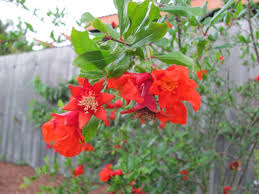 Blooming pomegranate tree is a great addition to any garden and many people grow them not only for their fruits, but also for their flowers. My Edible Fruit Trees Pomegranate Trees Qld