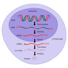 Check spelling or type a new query. Protein Synthesis