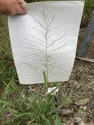 Image result for Leptochloa panicea