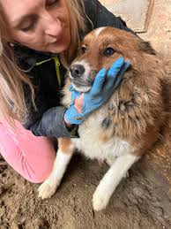 Patrick is a beautiful boy who is looking for an extra special home. He is  a nervous boy but he is so willing to love. Patrick will need a calm and  understanding