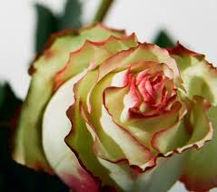 5,451 likes · 122 talking about this · 101 were here. Ecuador Rosen Grossblumig Zweifarbig 10 Stuck Ca 40cm Versand Fur Blumen Pflanzen Floristik