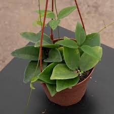 Image result for Nesaea sarcophylla