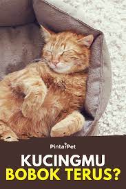 Kenapa Kucing Tidur Terus Menerus Kucing Tidur Kucing Dokter Hewan