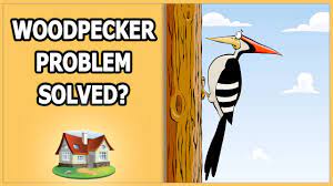 One way to get rid of woodpeckers is to simply distract them with a better, easier food source. Woodpecker Problem Solved Youtube