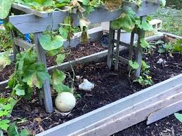 Maybe you would like to learn more about one of these? Volunteer Cantaloupes Gardening Charlotte
