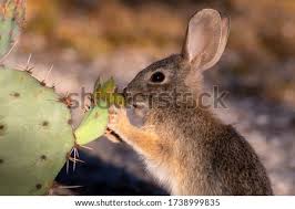 When picking a prickly pear cactus fruit, you must protect your hands. Shutterstock Puzzlepix