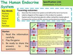 Ap Biology The Endocrine System Lesson Activities