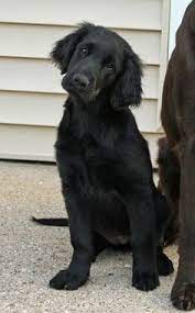 Maybe you would like to learn more about one of these? 210 Flat Coated Retriever Ideas Flat Coated Retriever Retriever Dogs