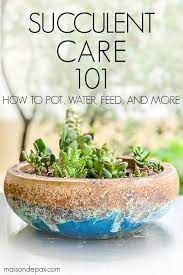 Succulent Care And Watering Maison De Pax Succulent Care Succulent Planter Diy Succulents Diy