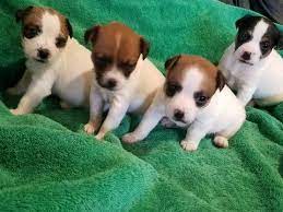 Litter Of 4 Jack Russell Terrier Puppies For Sale In Fairmount Ga Adn 64547 On Puppyfinder Puppies For Sale Jack Russell Terrier Puppies Jack Russell Terrier