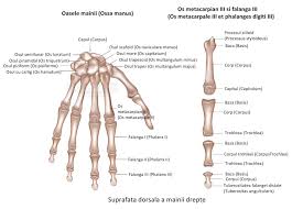 Mana Anatomie Si Fiziologie
