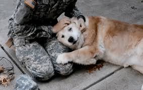 Check spelling or type a new query. The Moment This 13 Year Old Golden Retriever Realises His Best Friend Is Home