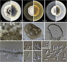 Image result for Heteromorpha sp. agg.