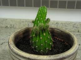 Los cactus son plantas suculentas pertenecientes a la familia de las cactáceas. Multiplicacion De Cactus Por Hijuelos