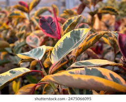 Image result for ficus elastica flower