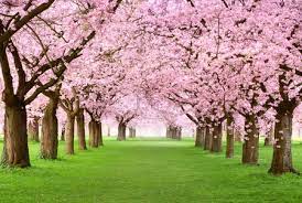 Ohanami nowadays is simply having a party under the flowering trees, always accompanied by food, and most folks drinking alcoholic. When To See Japan S Cherry Blossom Trees In Full Bloom