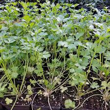 Image result for Dissotis peregrina