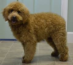 Eventually, the sable goldendoodles will mature into a lighter. Goldendoodle Association Of North America All About Goldendoodle Colors And Coats