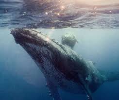 Scuba Bucket List Scuba Diving Website For Women