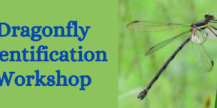 Dragonfly Identification Workshop