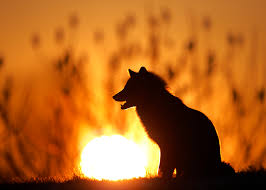 We did not find results for: Fabulous Photos To Help You Identify Canadian Foxes Canadian Geographic