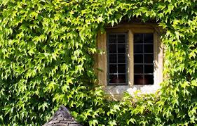 English ivy plants (hedera helix) are evergreen perennials. English Ivy Plants Help Purify The Water And Prevent Cancer