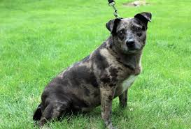 Ia, il, ne, mn, sd, & wi. Adopt Missy On Petfinder Catahoula Leopard Dog Mix Catahoula Leopard Dog Leopard Dog