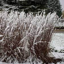 Shady spots are sometimes considered problem areas where beautiful plants cannot grow. Photo Essay Extremely Cold Hardy Perennials Perennial Resource