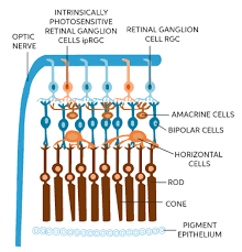 Action Potential