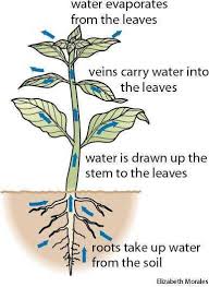 The Evaporation Of Water From The Arial Parts Of The Plant Especially Through Stomata Of Leaves Is A Process Called T In 2020 Stoma Parts Of A Flower Sentence Examples