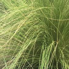 Image result for Polystachya tenuissima