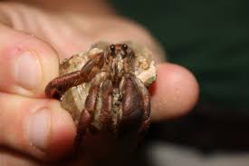 Follow these steps to set up a crab's habitat (a crabitat) and care for your hermie. Hermit Crab Ambassador Animal