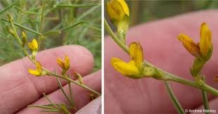 Image result for Melolobium